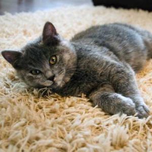 How To Clean Your Carpet From Pet Urine Stain And Odor