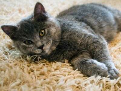 How To Clean Your Carpet From Pet Urine Stain And Odor